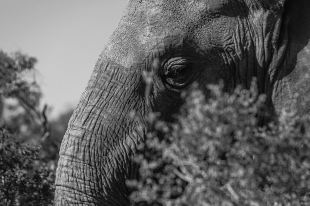 Muzzle of powerful elephant among shrubs in daylight