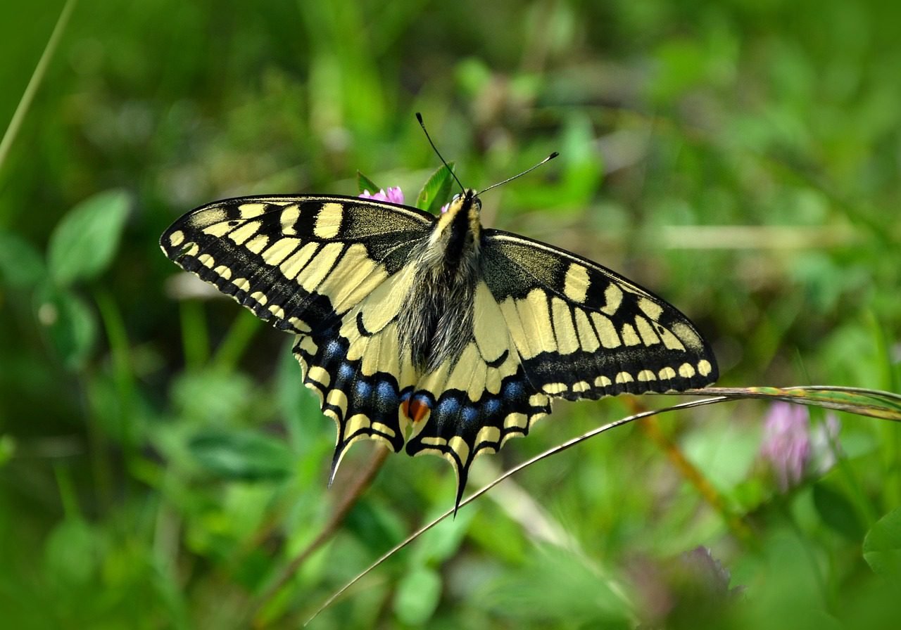 Can I Visit The Phuket Island Butterfly Garden And Insect World?